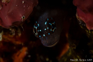 Blenny by Henrik Gram Rasmussen 